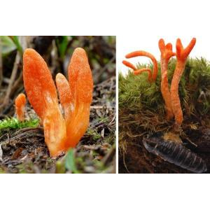 Nấm đông trùng hạ thảo Cordyceps militaris